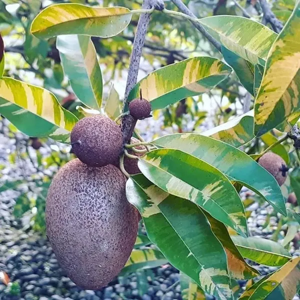 Variegated_Sapodilla/Chiku_Fruit_Plant_&_Tree_(1.5-3.5_Ft_Height)_For_Home_Garden,_Pack_Of_1