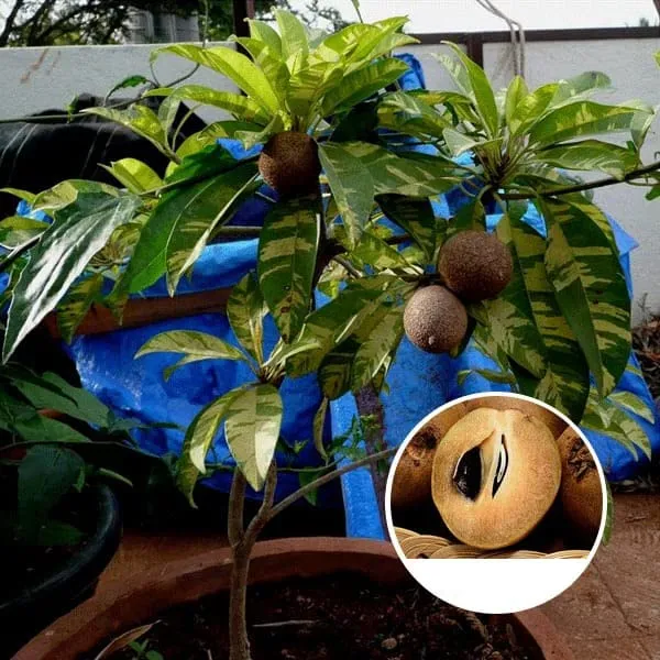 Variegated_Sapodilla/Chiku_Fruit_Plant_&_Tree_(1.5-3.5_Ft_Height)_For_Home_Garden,_Pack_Of_1