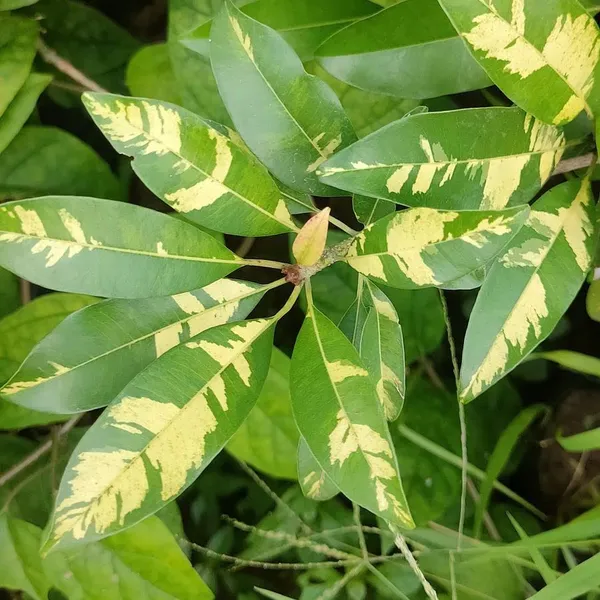 Variegated_Sapodilla/Chiku_Fruit_Plant_&_Tree_(1.5-3.5_Ft_Height)_For_Home_Garden,_Pack_Of_1