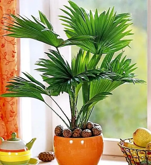 China_Fan_Palm|Livistona_Chinensis_Plant