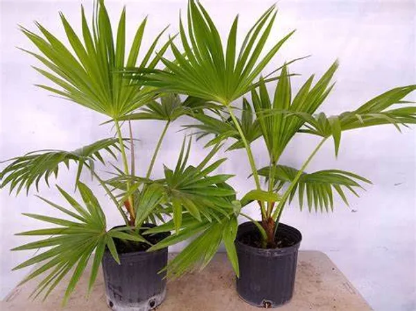 China_Fan_Palm/Livistona_Chinensis_Plant_For_Your_Sweet_Home/Office/Garden_Decor,_Pack_Of_1