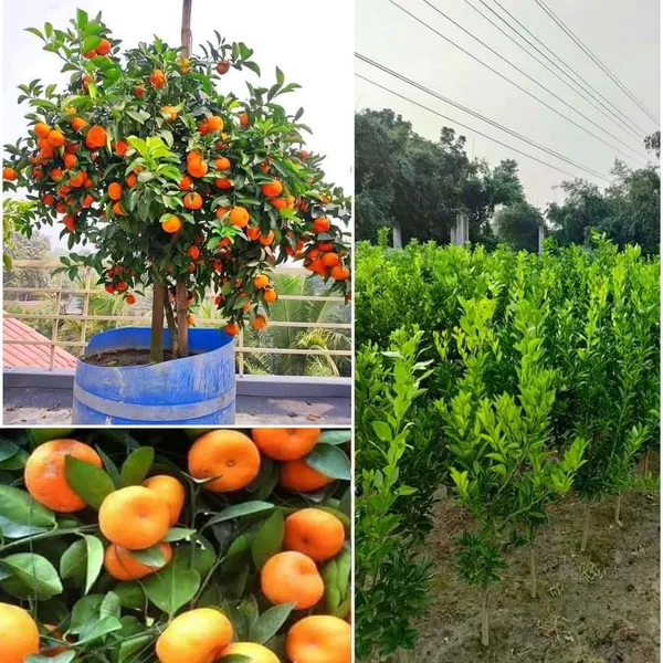 Chinese_Orange_Plant