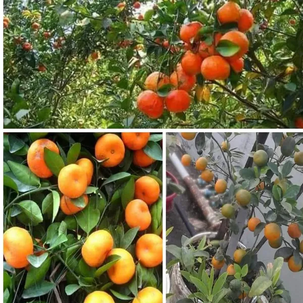 Chinese_Orange_Plant