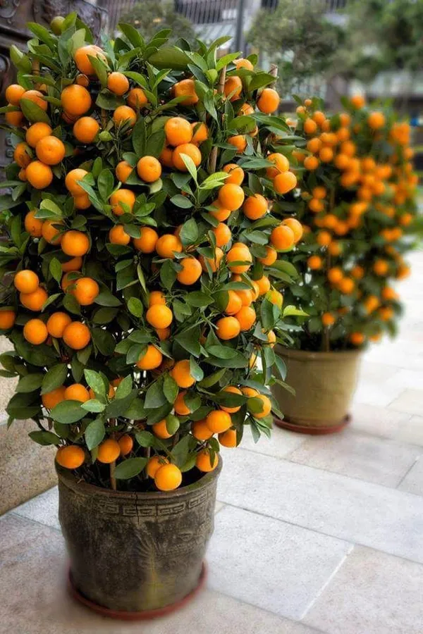 Chinese_Orange_Plant