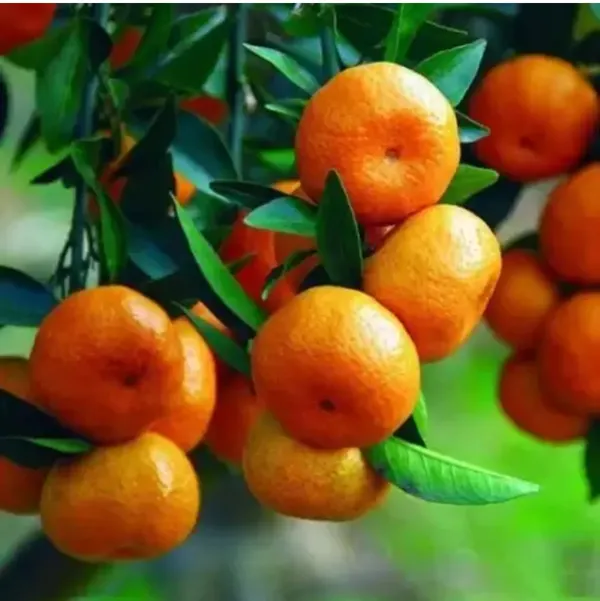 Mandarin_Sweet_Orange_Santra_Grafted_Fruit_Plant