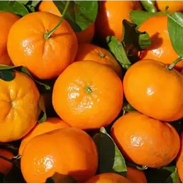 Mandarin_Sweet_Orange_Santra_Grafted_Fruit_Plant