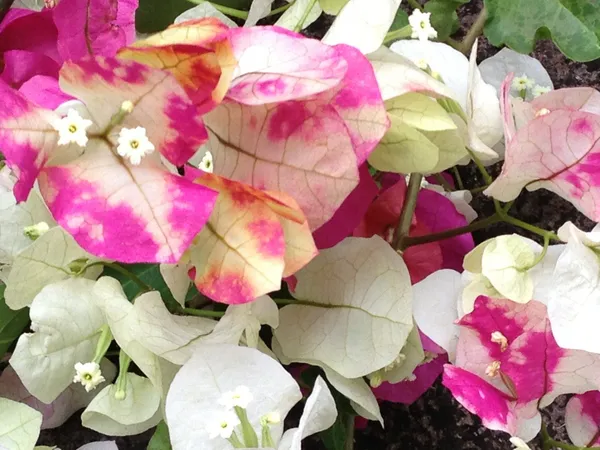 Chitra_Bougainvillea_Live_?_Flowering_Plants