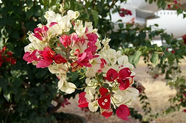 Chitra_Bougainvillea_Live_?_Flowering_Plants