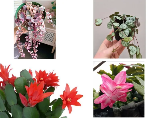 christmas_cactus_2_(pink_and_red)__and_2_string_of_heart_(_normal_and_verigated_)_combo