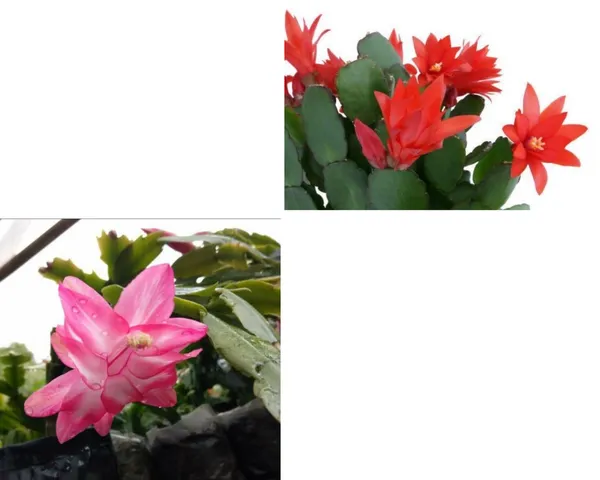 christmas_cactus_2_red,_2_pink_combo