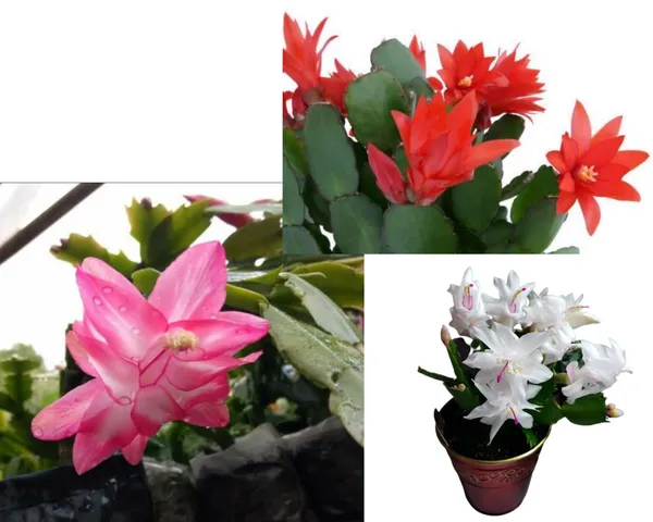 christmas_cactus_red,white_,pink_3_colours_combo