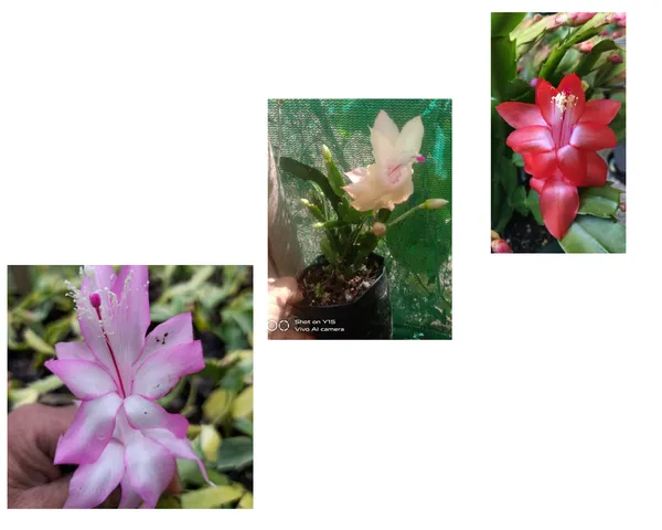 christmas_cactus_yellow_,_orange,_verigated,_3_rare_colours_combo