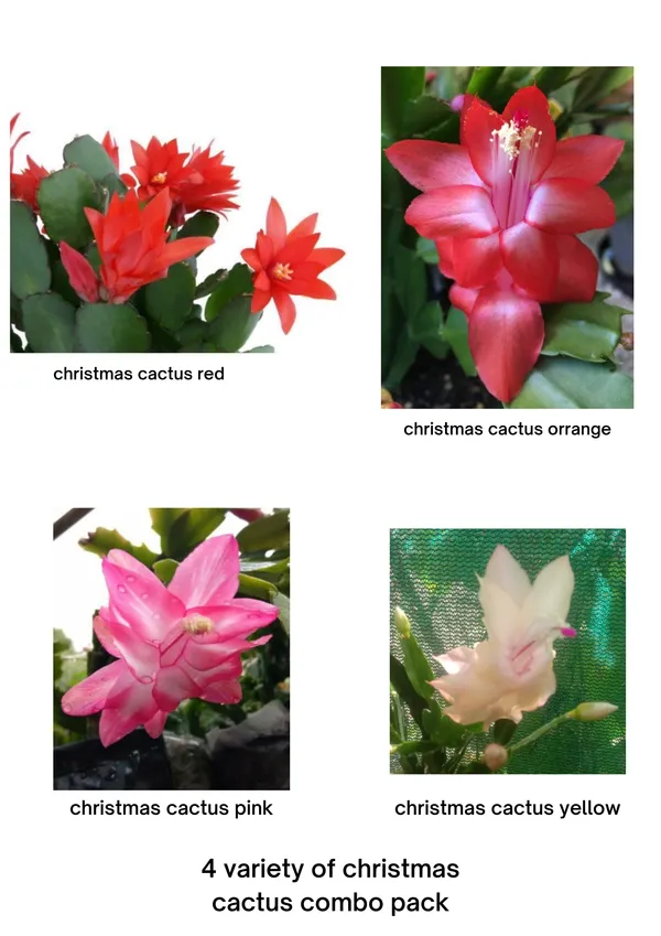christmas_cactus_orange,_yellow,pink_,red_4_colours_combo