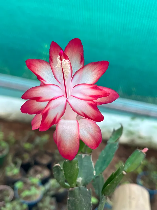 christmas_cactus_bicolour