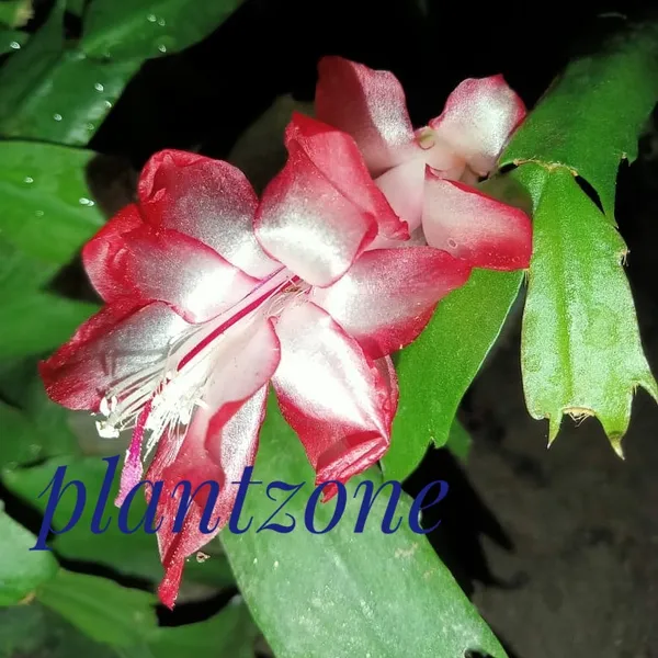 christmas_cactus_bicolour