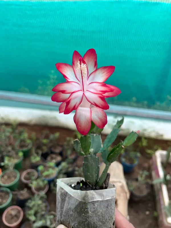 christmas_cactus_bicolour