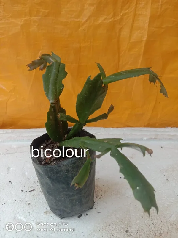 christmas_cactus_bicolour