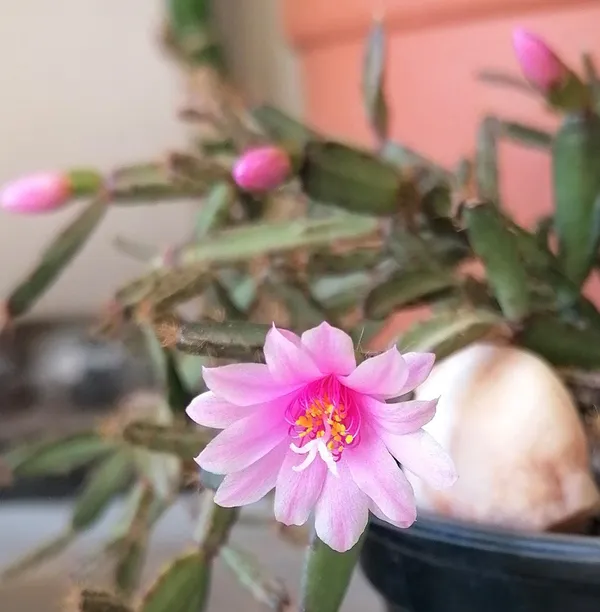 christmas_cactus_mini_zygo