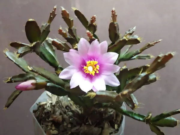 christmas_cactus_mini_zygo