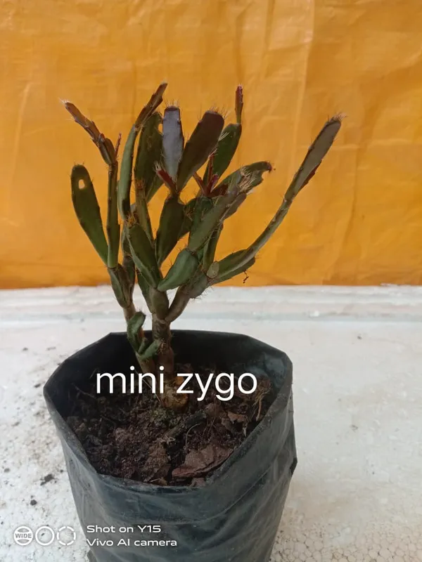 christmas_cactus_mini_zygo