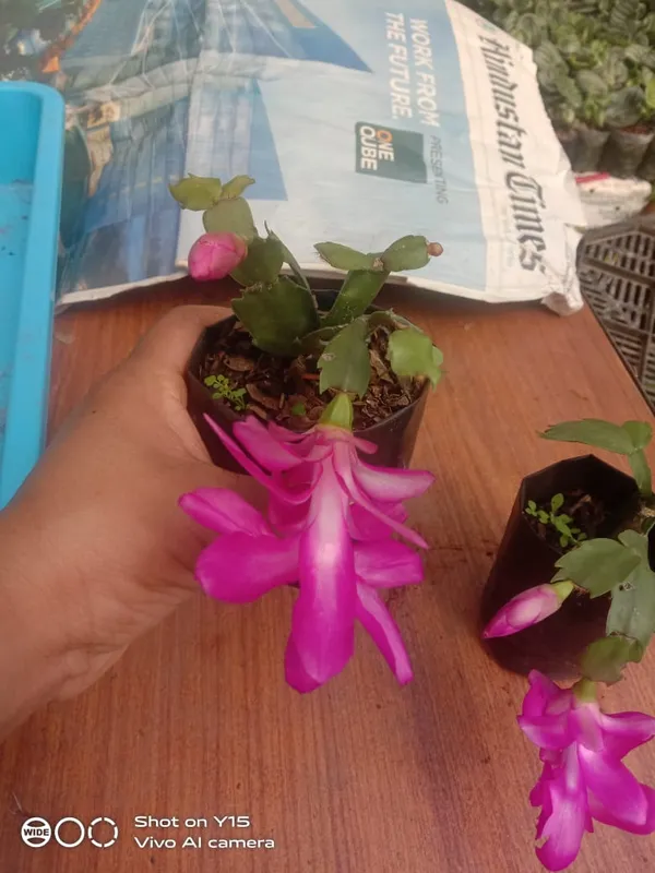 christmas_cactus_new_purple