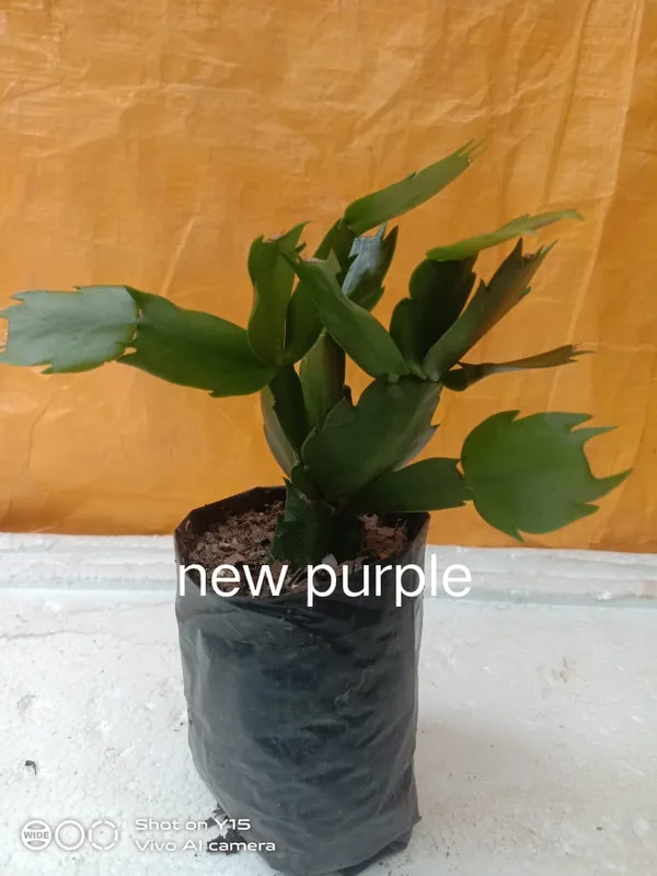 christmas_cactus_new_purple