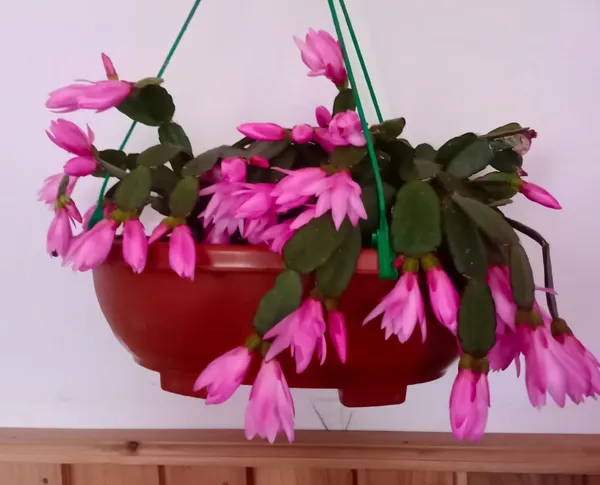 christmas_cactus_new_purple