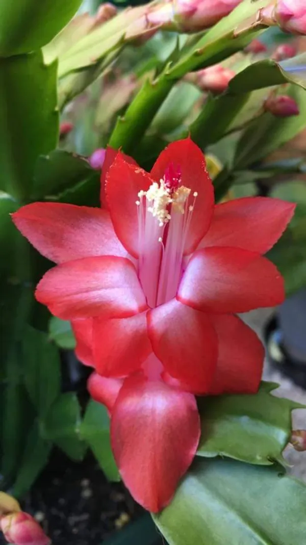 christmas_cactus_orange