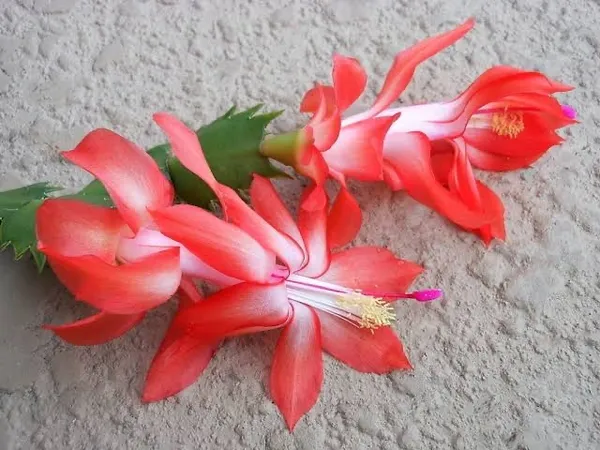 christmas_cactus_orange