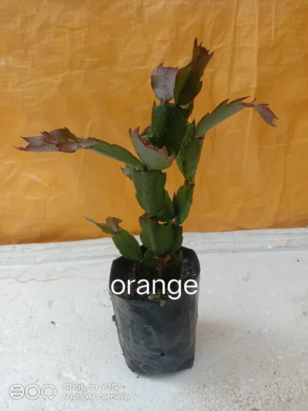 christmas_cactus_orange