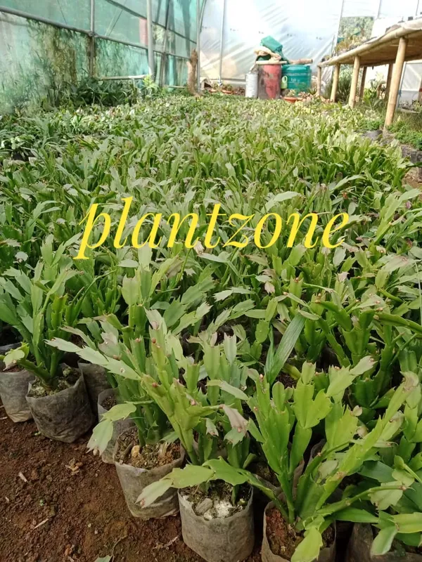 christmas_cactus_pink