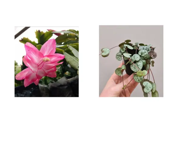 christmas_cactus_pink_and_string_of_heart_combo