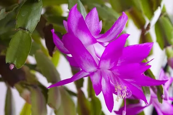 christmas_cactus_purple