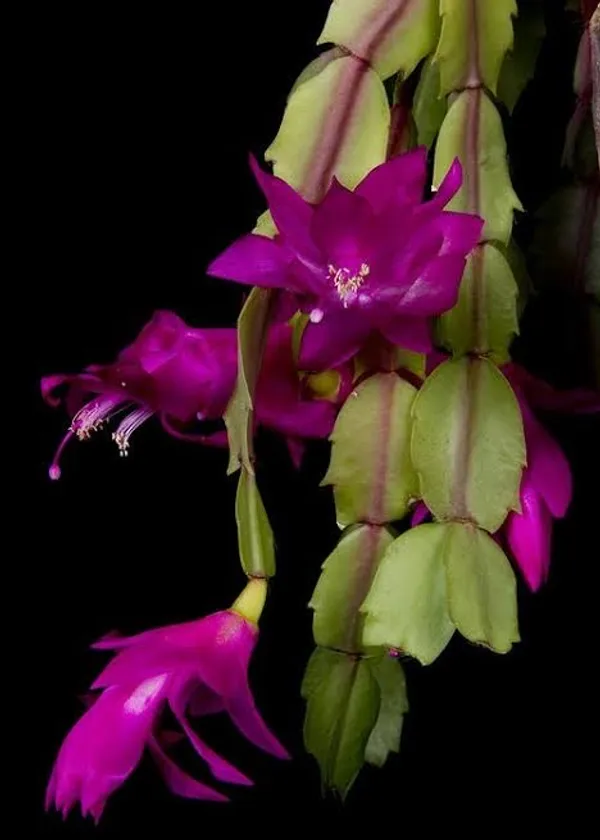 christmas_cactus_purple