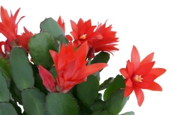 christmas_cactus_red
