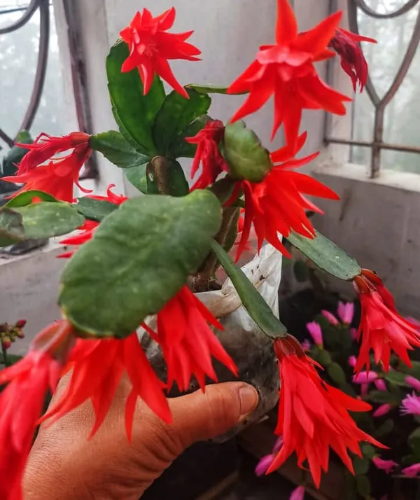 christmas_cactus_red