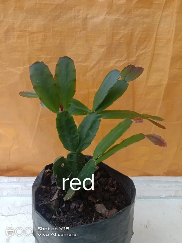christmas_cactus_red