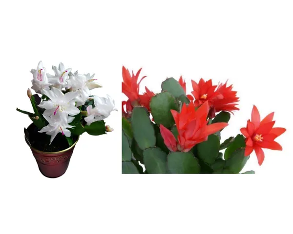 christmas_cactus_red_and_white_2_colours_combo