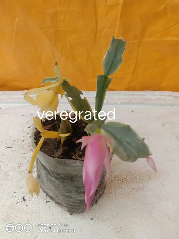 christmas_cactus_variegated