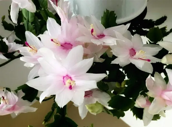 christmas_cactus_white