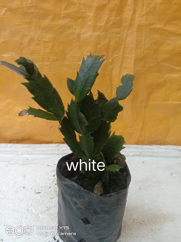 christmas_cactus_white