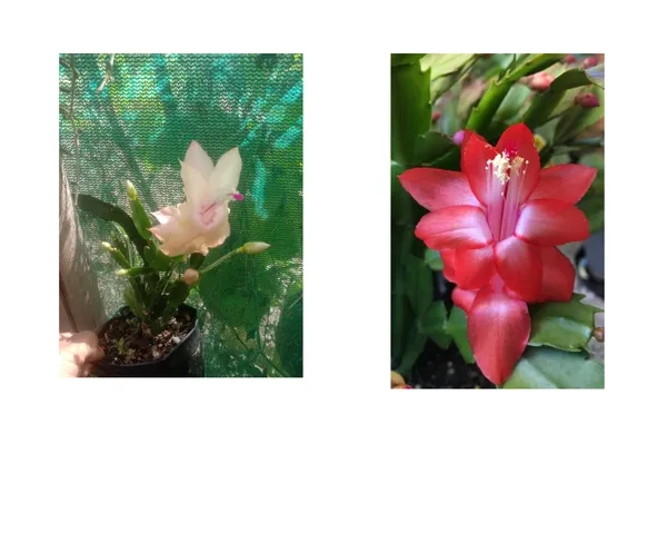 christmas_cactus_yellow_and_orange_combo