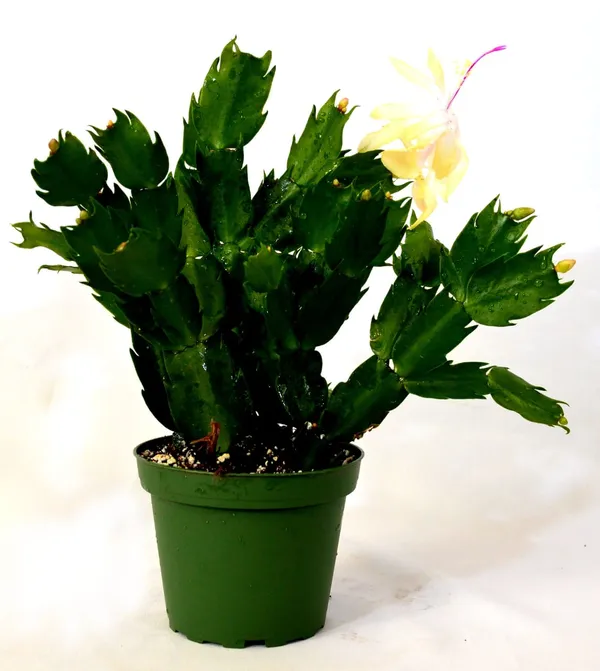 Christmas_Cactus_Plant_Without_Pot_5