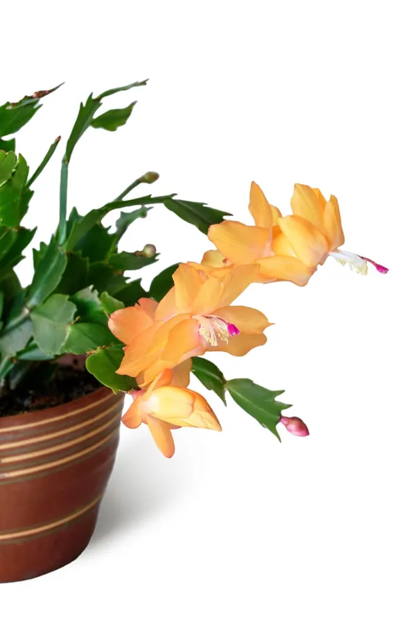 Christmas_Cactus_Plant_Without_Pot_5