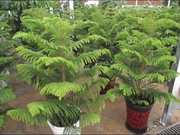 Christmas_Tree_Hybrid_Plant_2