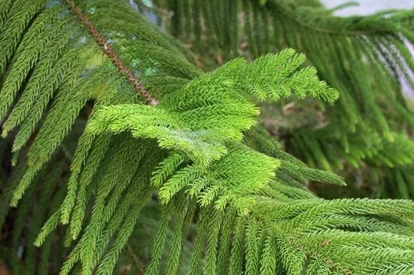 Christmas_tree_Hybrid_Plant_1