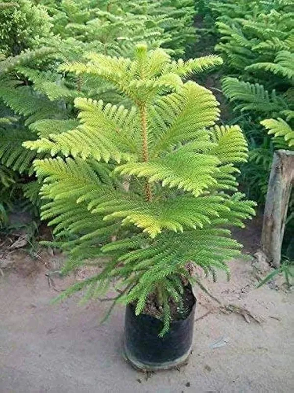 Christmas_tree_Hybrid_Plant_1