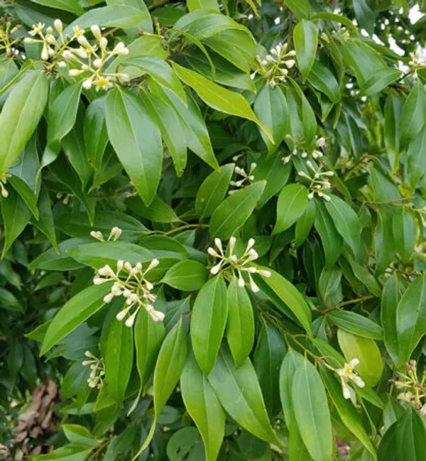 Cinnamon_Plant_Daruchini__Plant