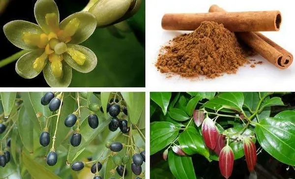 Cinnamon_/Dalchini_Plant_Pack_Of_1_Healthy_Plant_For_Sweet_Home_Garden