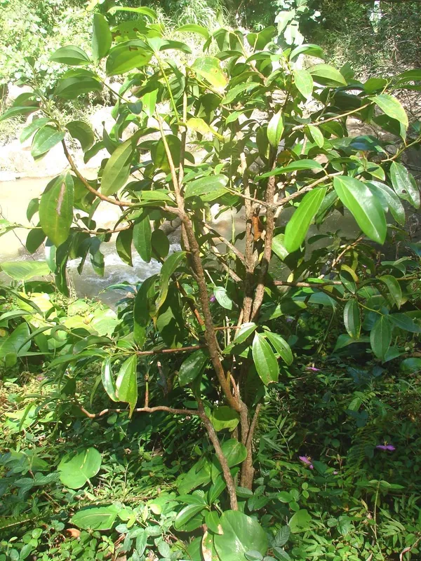 Cinnamon_/Dalchini_Plant_Pack_Of_1_Healthy_Plant_For_Sweet_Home_Garden